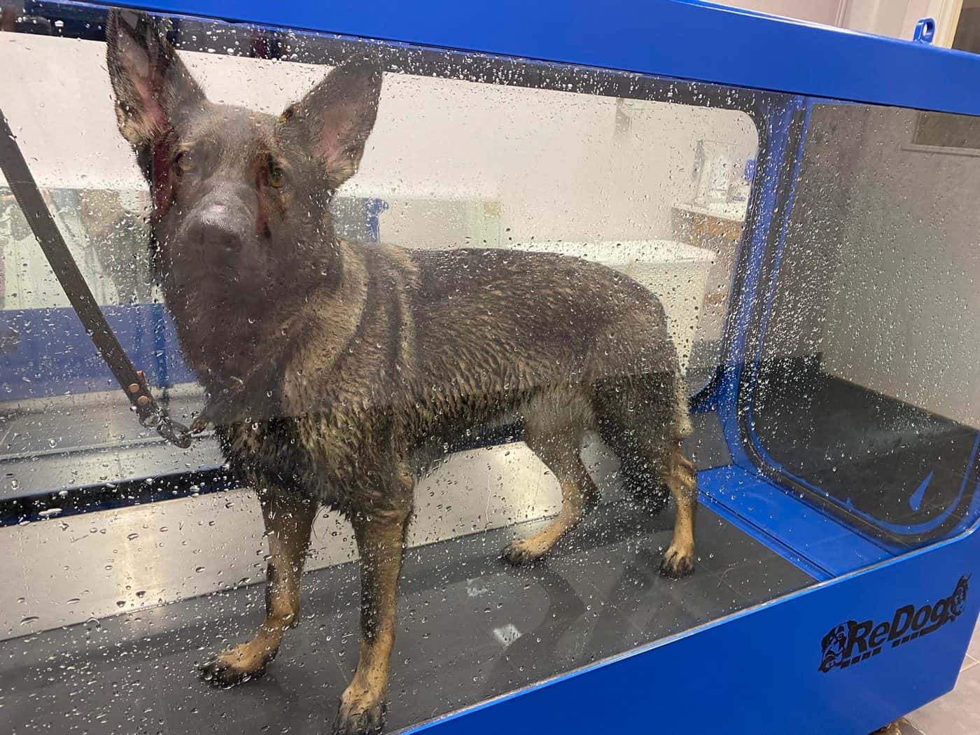 Schäferhund genomgår hydroterapi i ReDog Veterinärkliniks vattentrask för rehabilitering