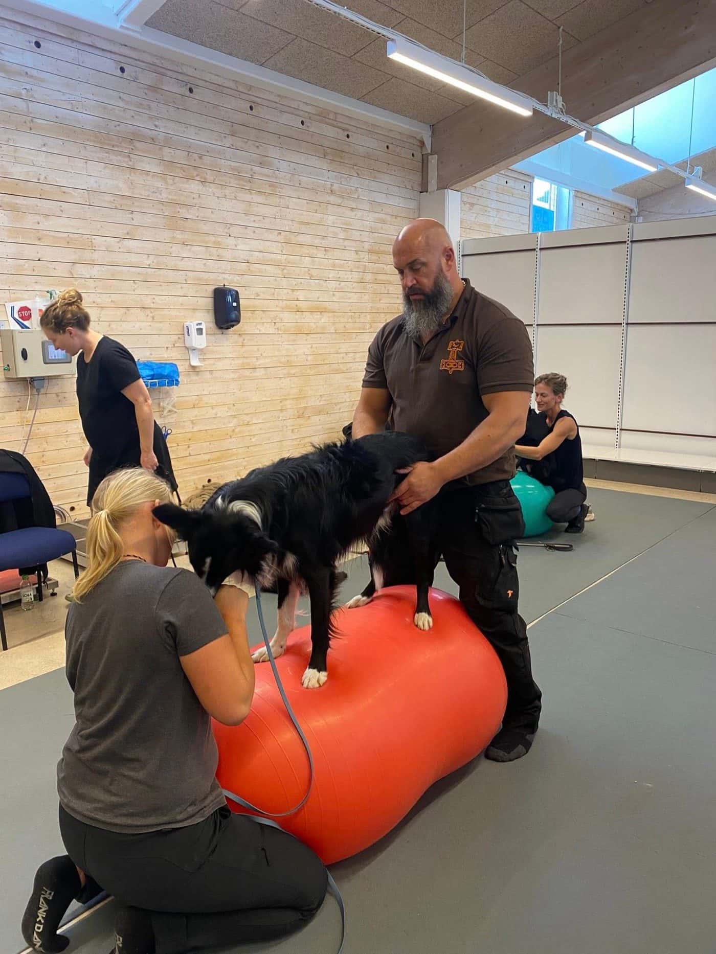 Rehabiliteringsträning på ReDog Veterinärklinik där personal hjälper en border collie balansera på en stor träningsboll
