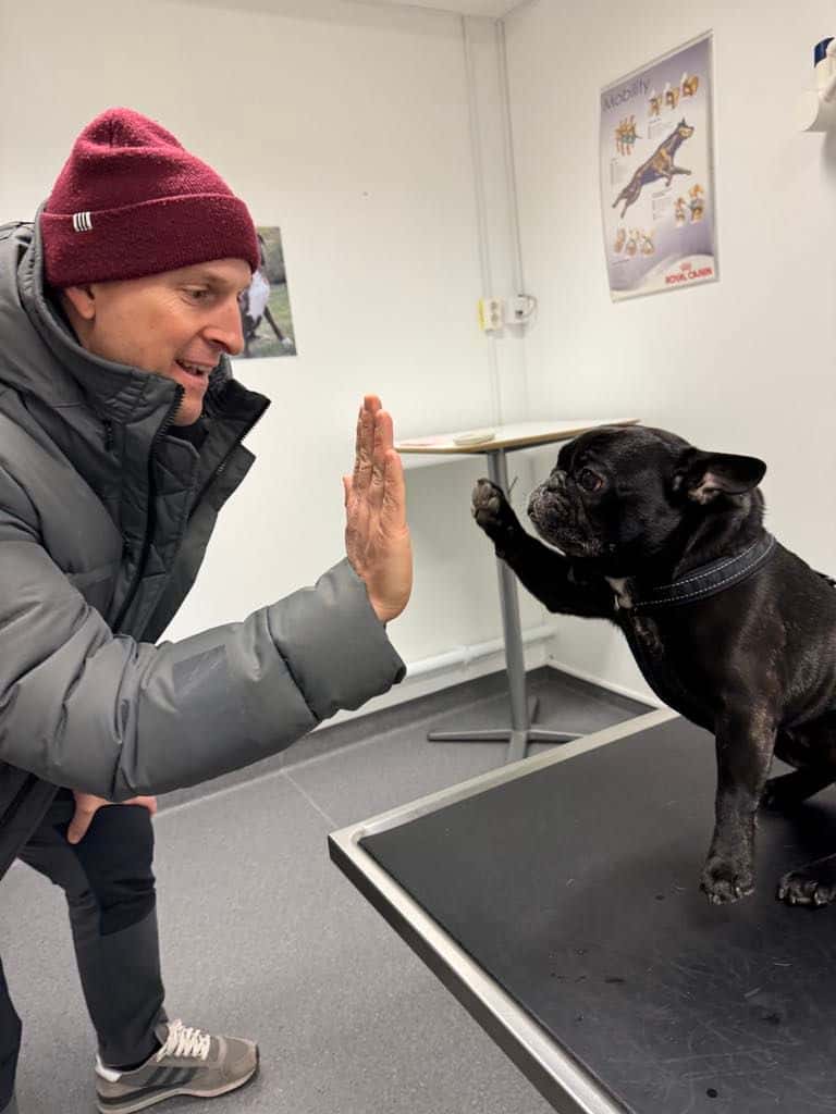 Svart fransk bulldogg ger sin ägare en high five på undersökningsbordet hos ReDog Veterinärklinik