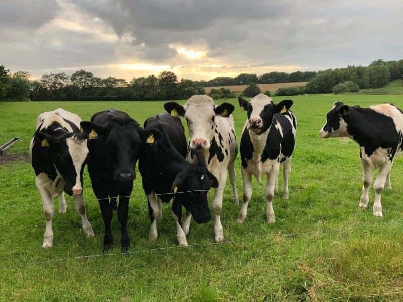 Kor på bete hos lantbrukskund till Veterinär Celine Heimberg Munkedal