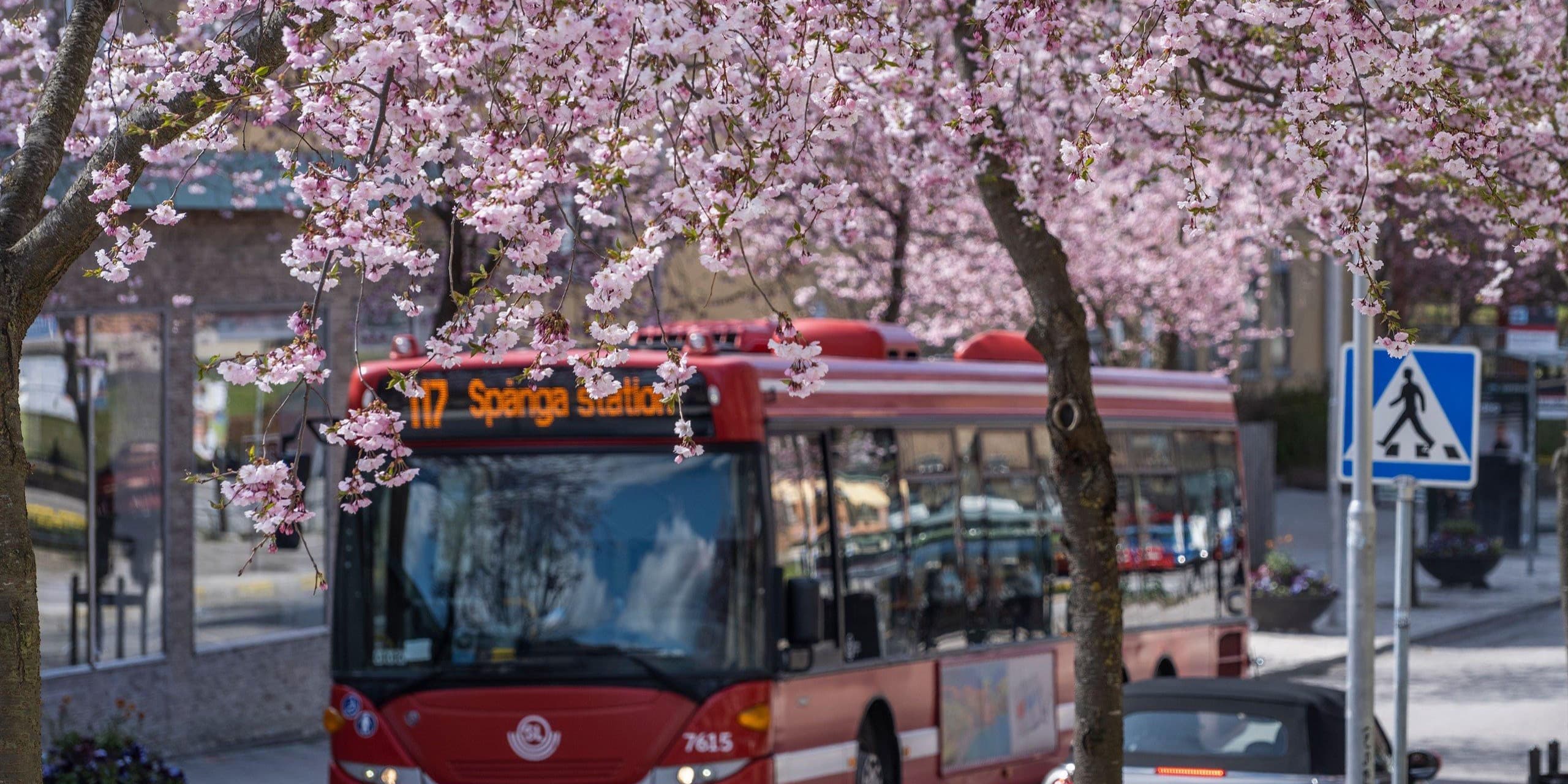 Spånga-Tensta, Stockholm — körsbärsträd i blom vid Spånga centrum. Hitta privatägda veterinärer och djurkliniker i Spånga-Tensta.