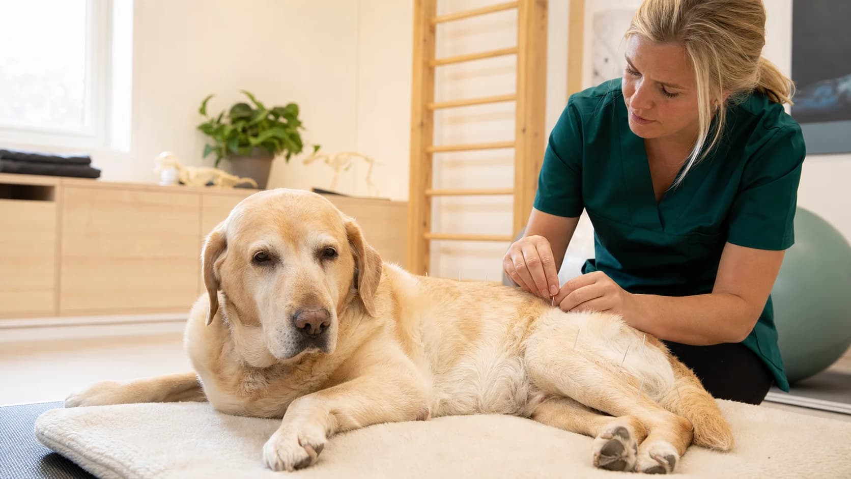 Veterinär i gröna scrubs justerar akupunkturnål på äldre labrador under behandling.
