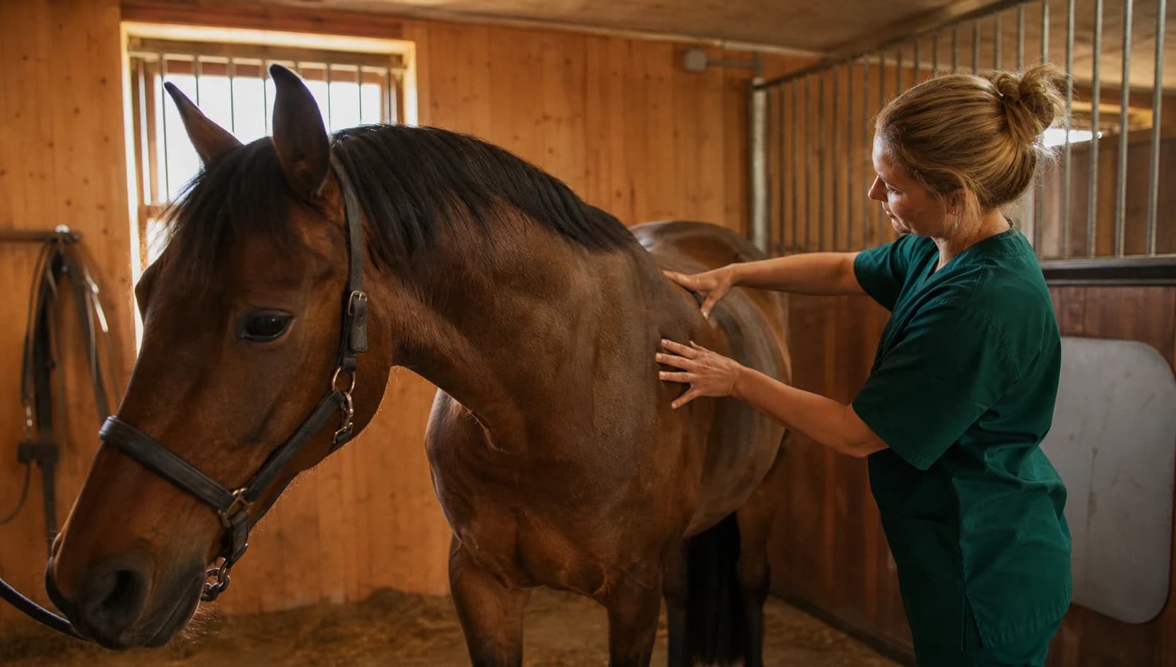 Veterinär i gröna scrubs känner längs ryggen på en lugn häst i stallet vid kiropraktik.