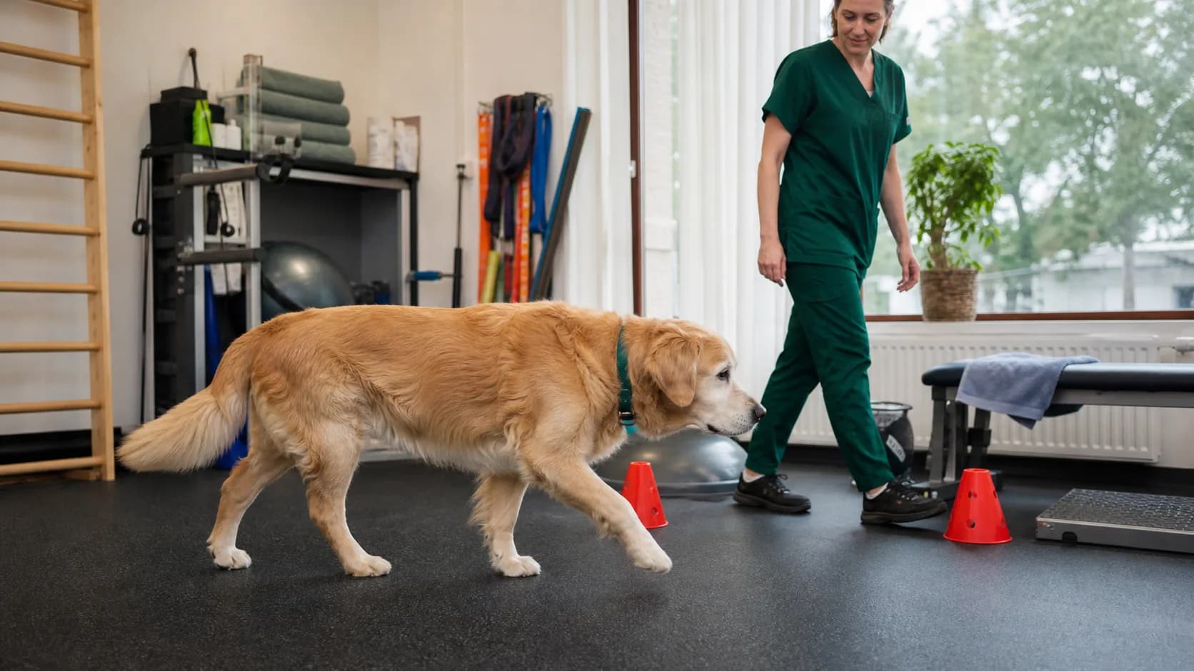 Äldre golden retriever går lugnt på gummimatta medan veterinär bedömer rörelsen efter behandling.