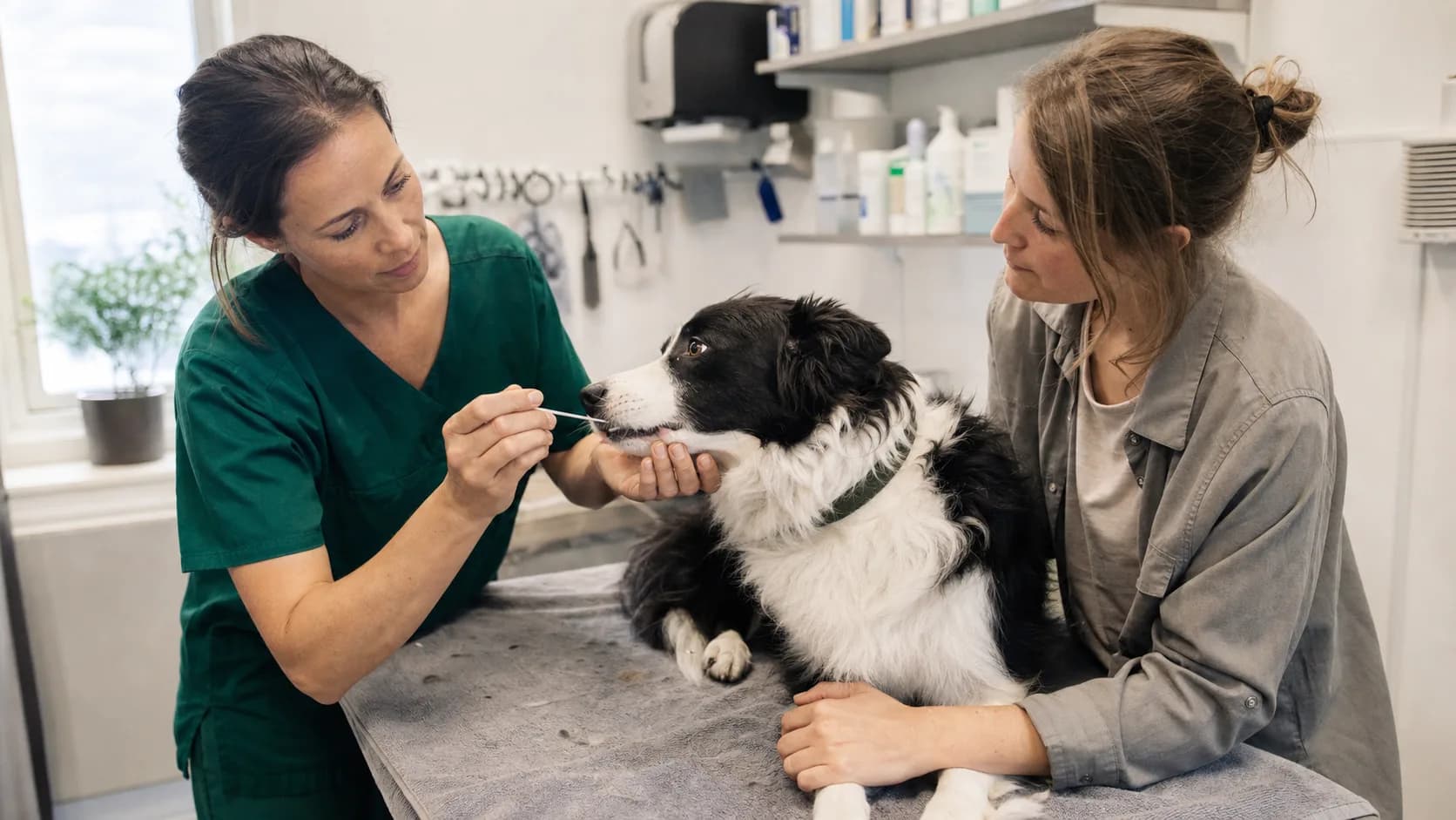 Veterinär tar kindsvabb för DNA-test på en lugn svartvit border collie.