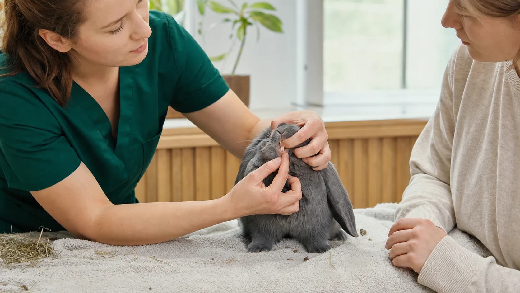 Veterinär kontrollerar tänderna på en lugn grå vädurkanin på undersökningsbord.