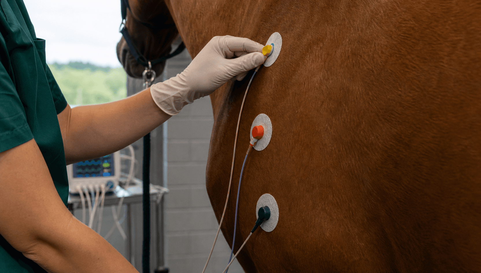 Närbild av EKG-elektroder på hästbröst med färgkodade telemetrikablar vid hjärtutredning