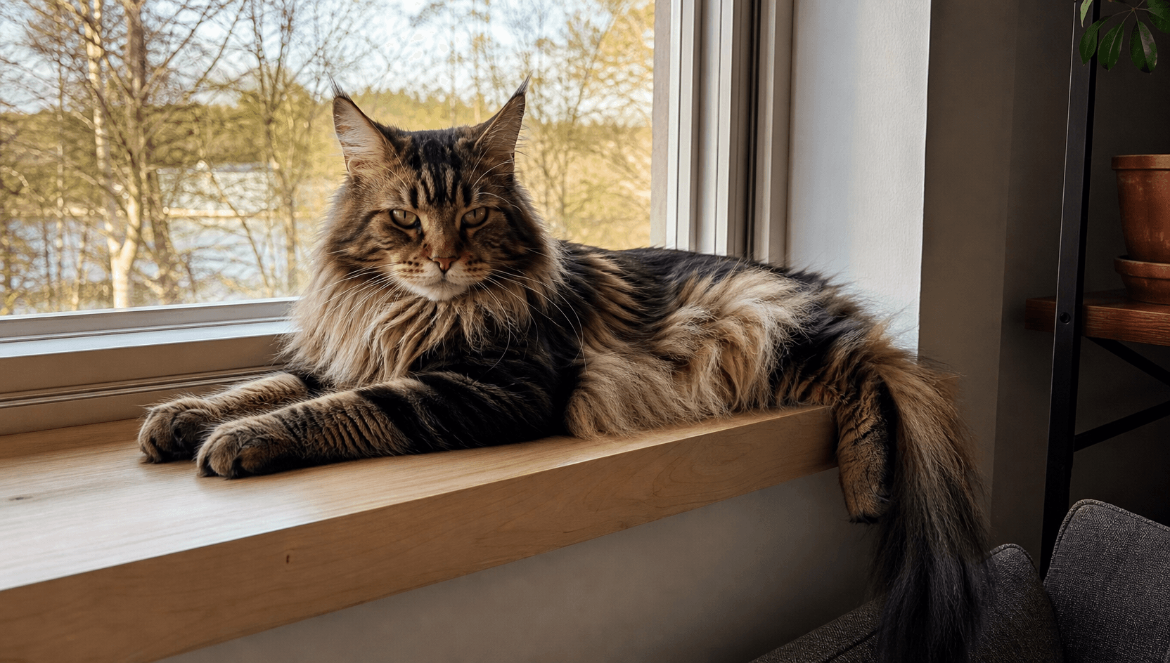 Katt vilar hemma efter hjärtbedömning.