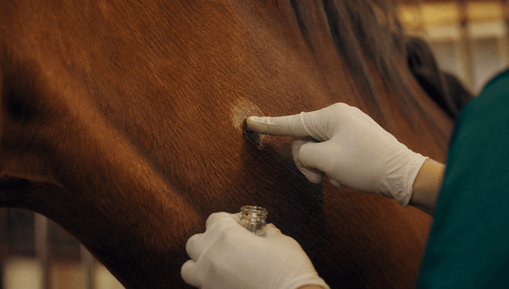 Närbild av liniment applicerad på frisk häst-hud vid hudbehandling