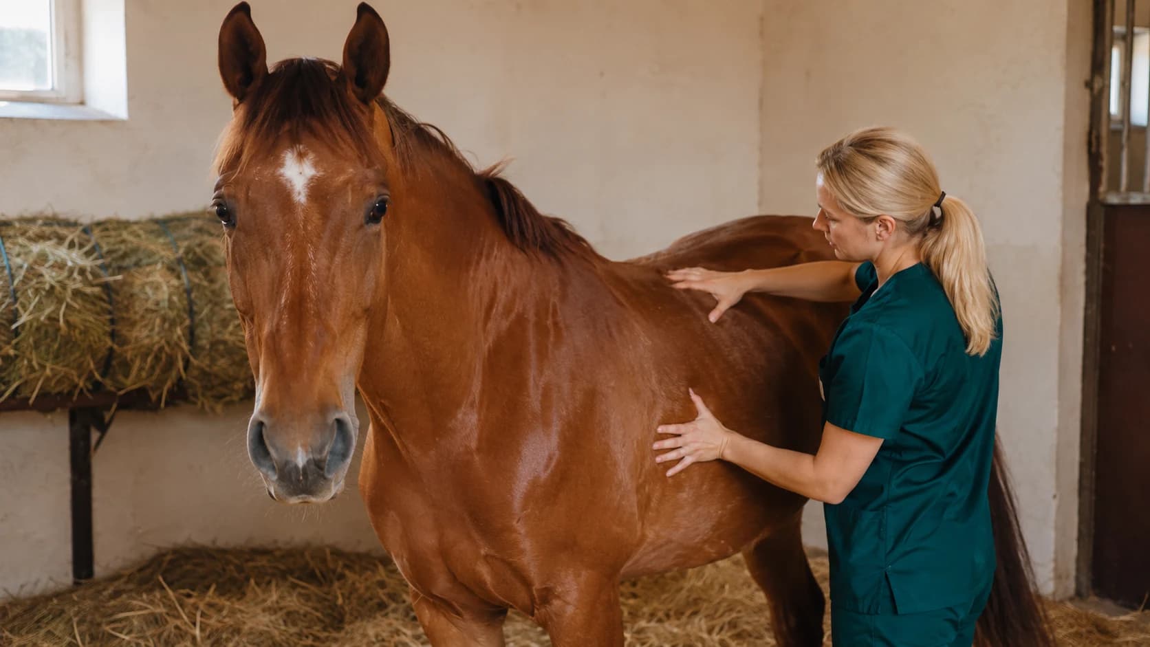 Veterinär palperar bukområdet på ung kastanjefärgad häst inför kastration i svenskt stall
