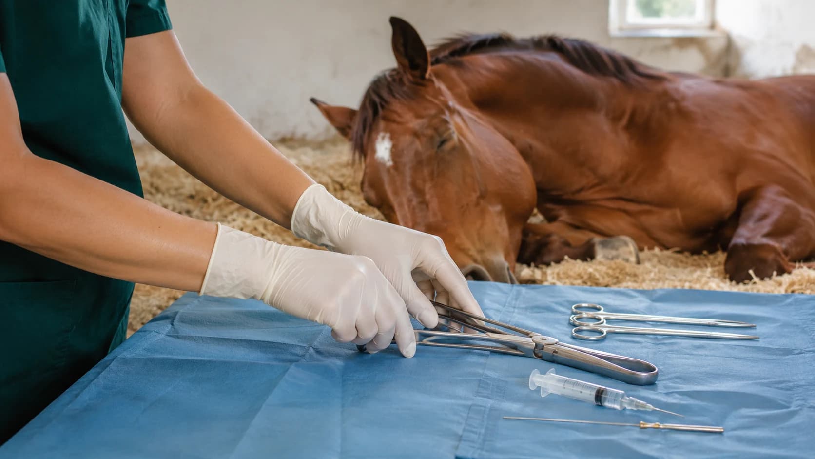Veterinärens händer förbereder sterila instrument bredvid sövd häst inför kastration
