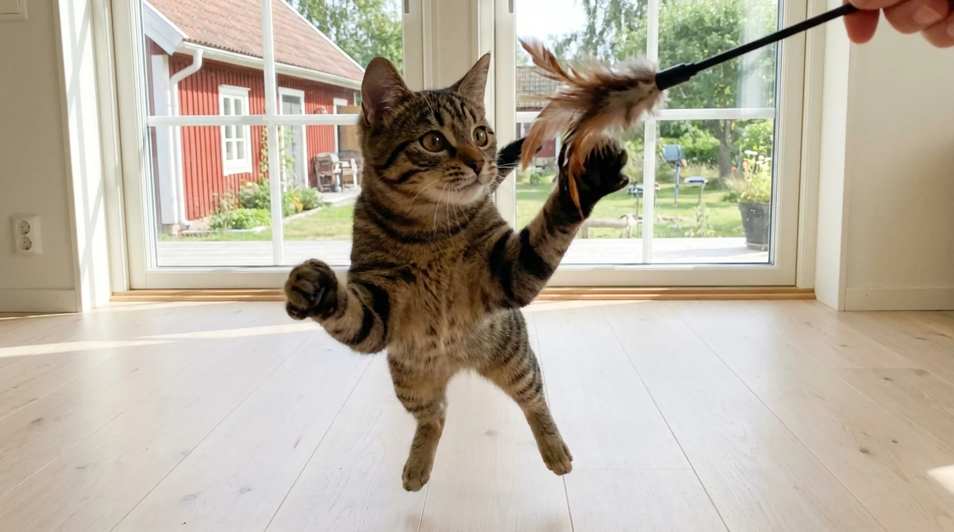 Kastration förändrar inte personligheten — tabby-katt leker aktivt med fjäderleksak i svensk lägenhet