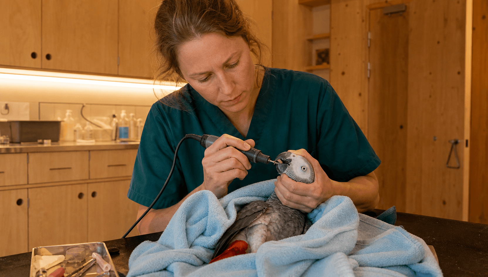 Näbbklippning — veterinär klipper näbbspetsen på jako-papegoja varsamt med handduksgrepp och precisionssax