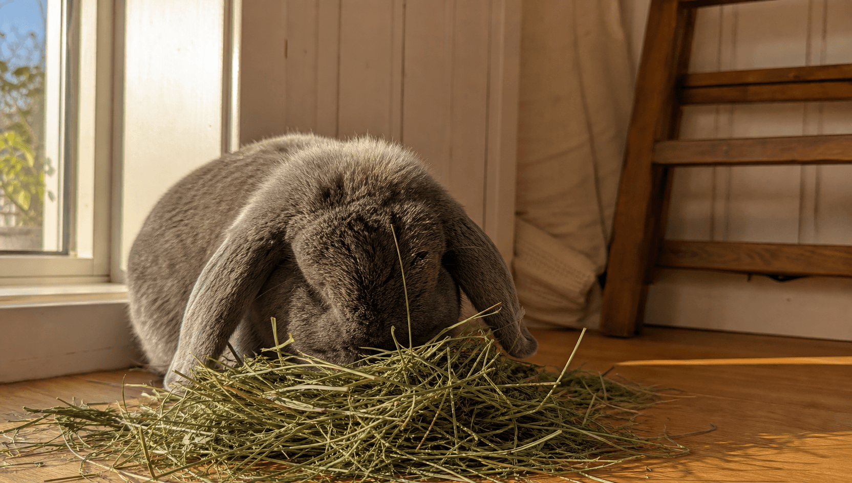 Lugn grå Holland Lop-kanin sitter ensam i ett soligt hörn av ett svenskt hem och tuggar nöjt med huvudet i en frisk timotejhö-hög, långa hängande öron, mjukt eftermiddagsljus.