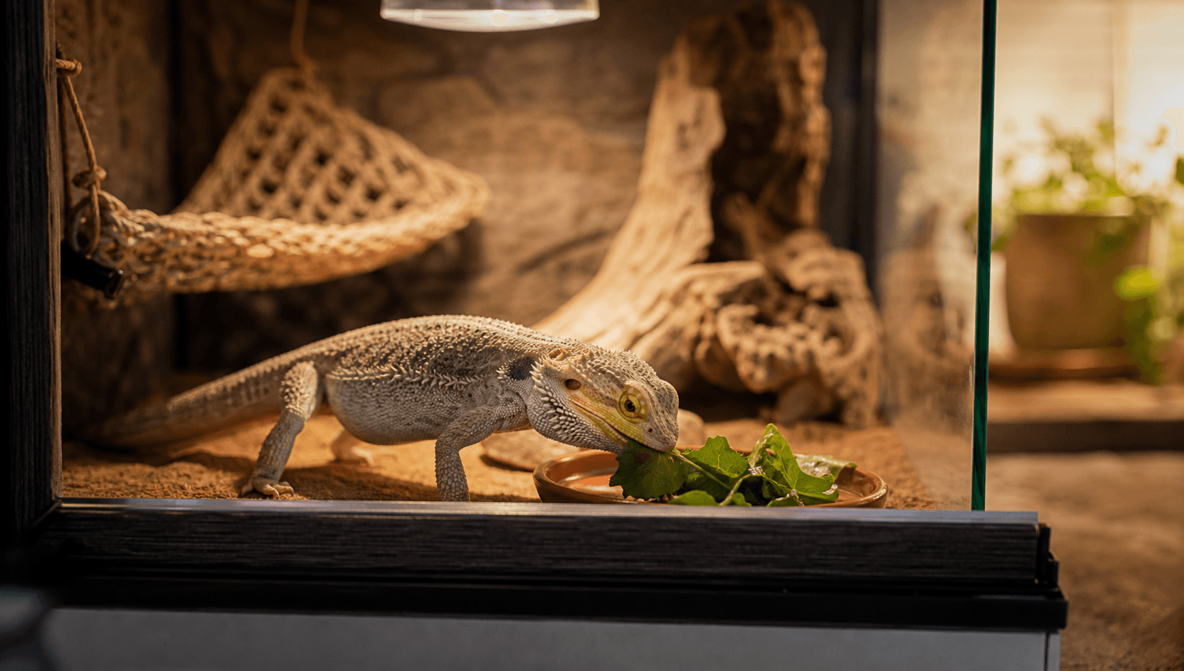 Lugn skäggagam äter färska gröna blad ur en liten lerskål inuti ett terrarium i ett svenskt hem under varm soluppvärmning.