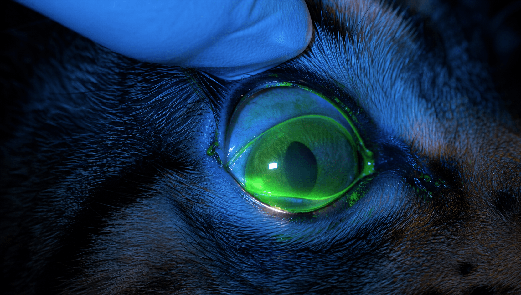 Närbild av kattens hornhinna med fluoresceinfärg under koboltblått ljus vid ögonundersökning