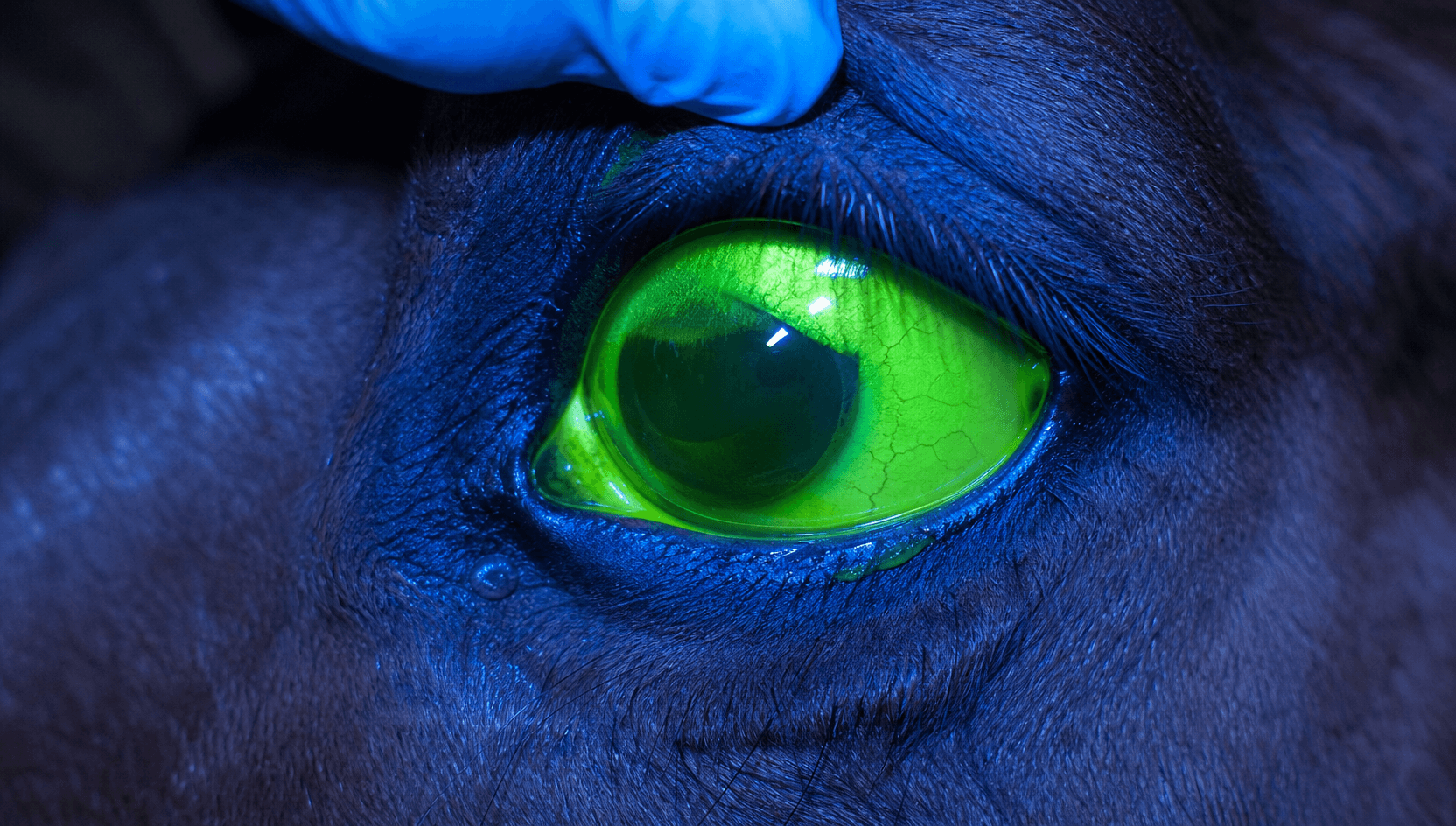 Närbild av hästens hornhinna med fluoresceinfärg under koboltblått ljus vid ögonundersökning