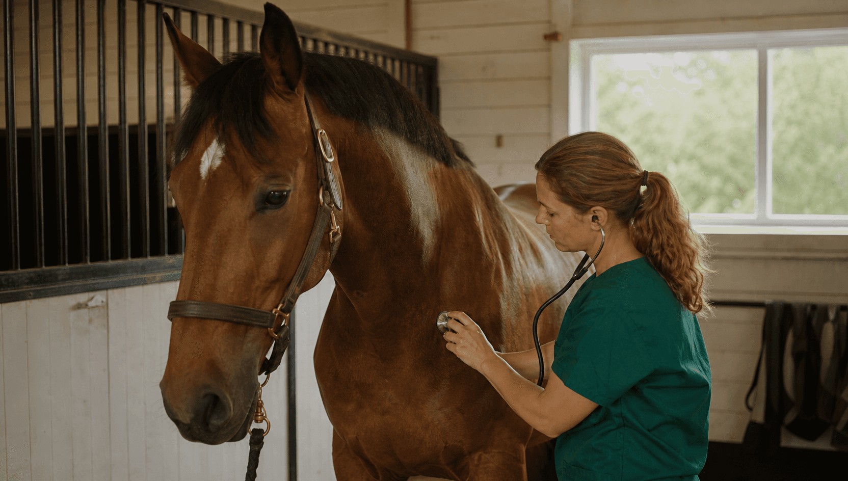 Hästveterinär undersöker svensk varmblodshäst efter misstänkt huggormsbett.