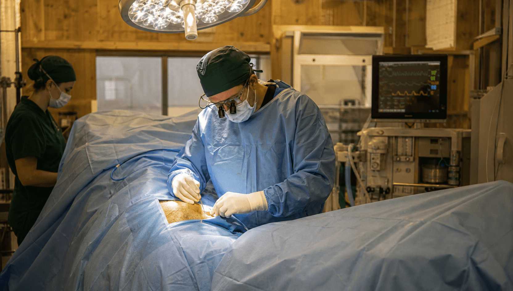 Veterinär-kirurg i sterilt blått draperi och tandförstoringsglas arbetar i ett fenestrerat operationsfönster i en stor svensk hästoperationssal — patienten är helt täckt utom det lilla operationsfältet.
