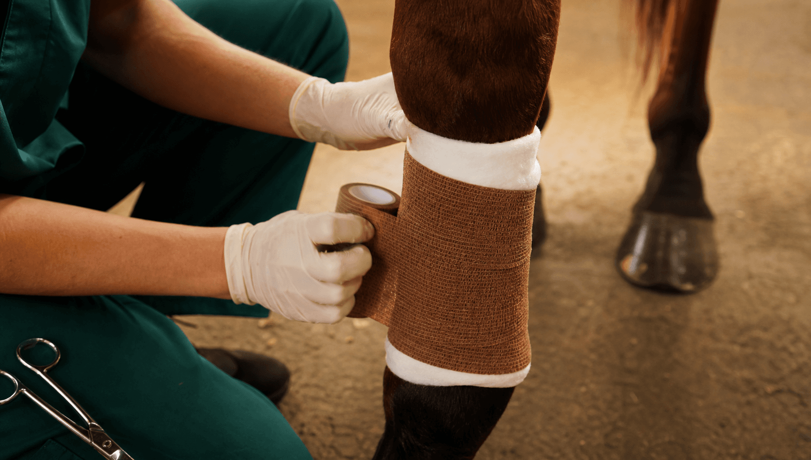 Närbild av rent bandage över bomullspadding kring hästens framben efter sårvård.