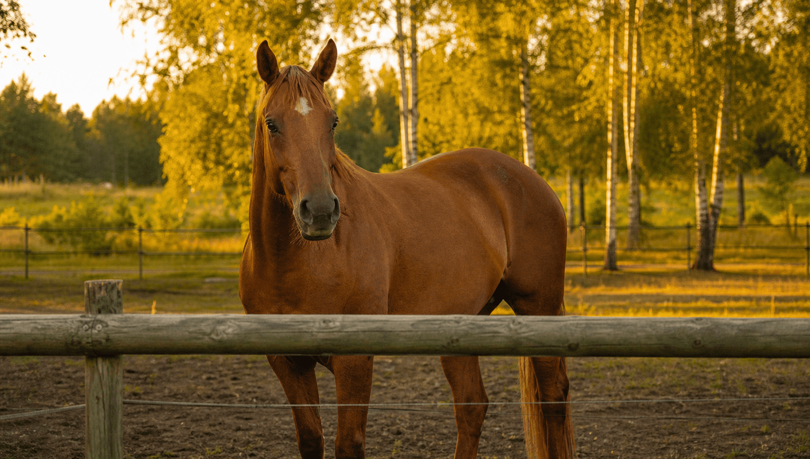 Häst står lugnt i paddock efter anpassad smärtplan.