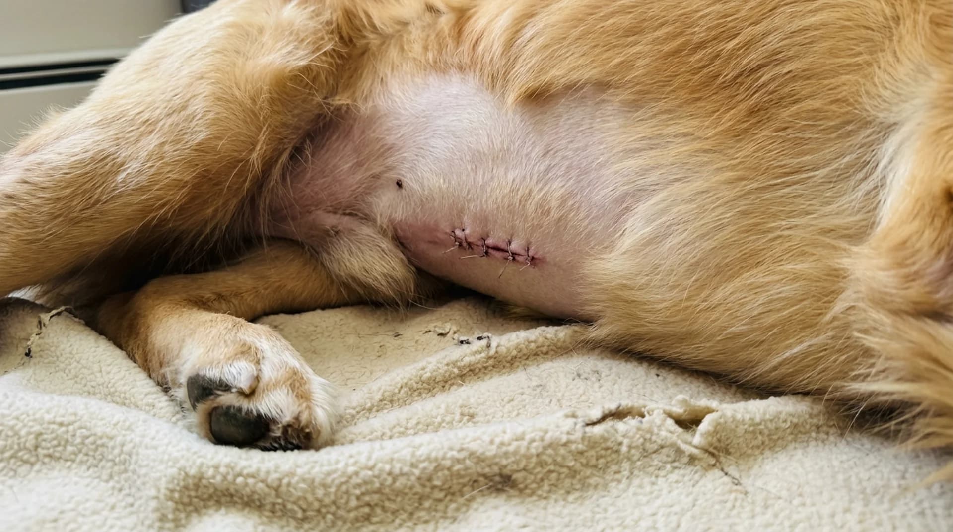 Läkande operationssår med stygn på golden retrievers buk efter sterilisering