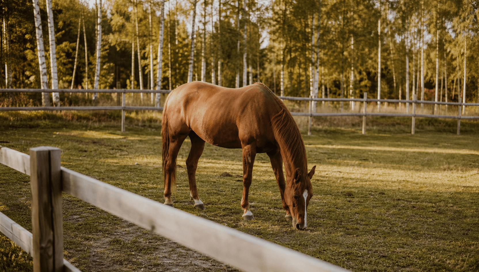 Lugn fux svensk varmblodshäst betar ensam i en svensk paddock med trästaket och björkträd i bakgrunden i mjukt eftermiddagsljus.