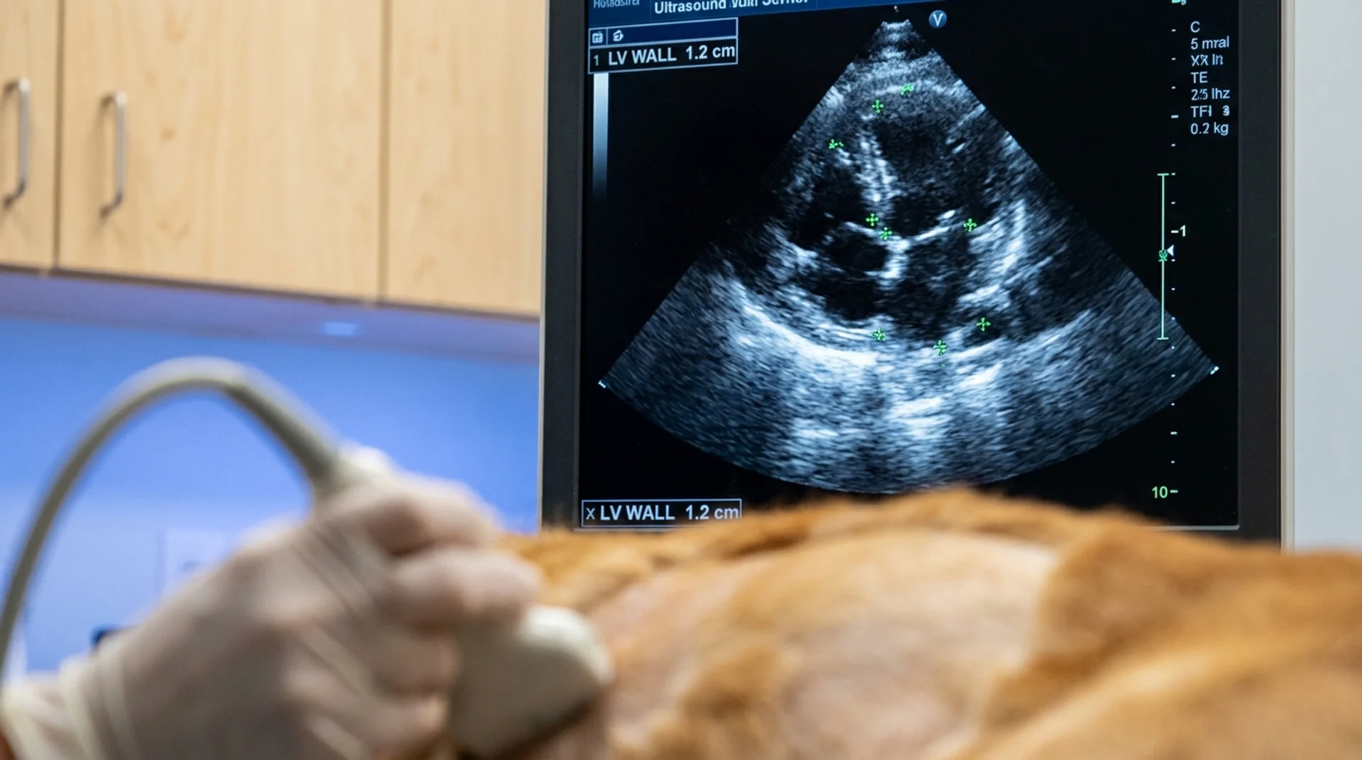 Ultraljud av hund — hjärteko på skärmen visar vänster kammarvägg med mätmarkörer